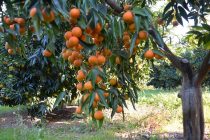 Eurostat: Albania is one of Europe’s top citrus, medicinal plant producers