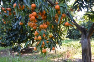 mandarin