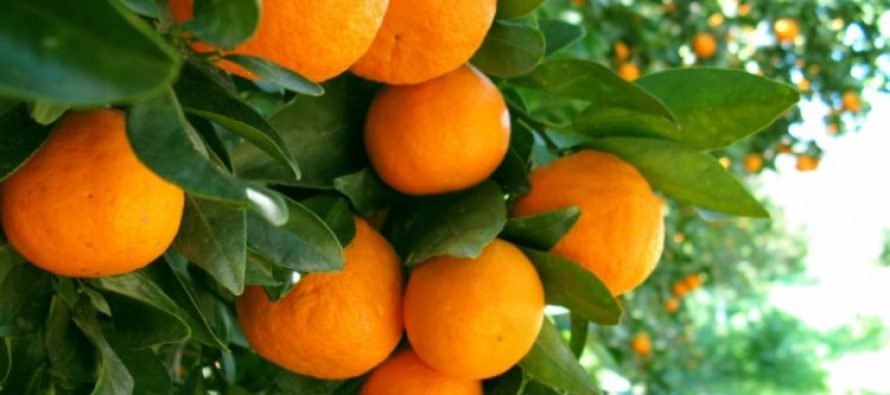 Xarra mandarin cooperative, a success story in Albania’s undeveloped agriculture