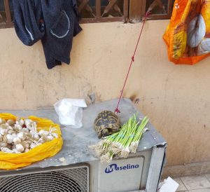 A tortoise on sale in a downtown Tirana market for a reported  