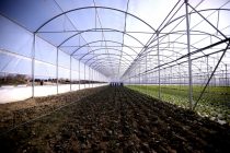 More Albanian agricultural products tapping European markets